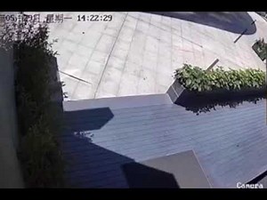 Alligator Falls From Building.