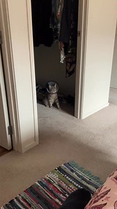 15K views · 324 reactions | This guy… from day dot has pushed limits beyond his 9 lives. The most expensive cat out of the lot and not in the good ways lol He even got run over as a kitten 臘‍♀️ He’s on the mend though from his fight with a stray. He’s fixed but very protective 殺 Love this fulla but he ain’t never learn 﫡 | BennettMinute | Facebook