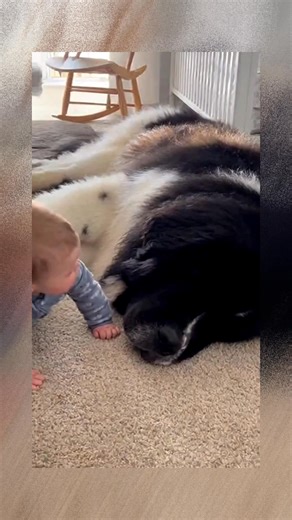 A baby crawl to sleep near a massive Newfoundland dog #baby #crawl #newfoundland #dog #fblifestyle | Puppi LovEr