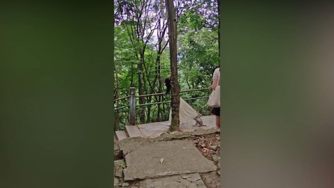 Monkeys attack woman in forest in China