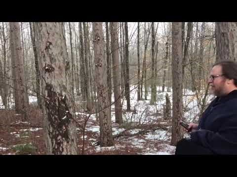 Testing a Bigfoot Calling App in the Woods – Does It Really Work?