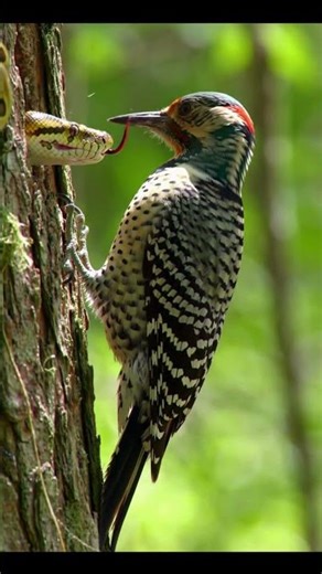 Woodpecker vs Python | Mother Bird Protects Baby from Snake Attack 🐍🐦 #shorts #wildlife