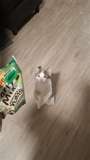 Sassy at it again 🐈 #cat #cutecat #lovelycat #kitty @sweetpea.morrison