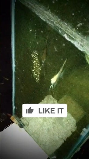 out door breeding pair angel fish tremendous fertilizing eggs #fish hobbyist 🐬