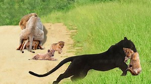 2.9M views · 55K reactions | Leopard Sneakily Abducts Lion Cubs While The Mother Lion Is Sublimating Mating & What Happens Next | Real World Police | Facebook