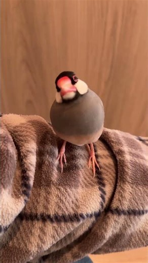 2026.1.16文鳥、キンカチョウ姉妹が私めがけて飛んでくる The Java sparrow and the zebra finch sisters fly towards me.＃Shorts