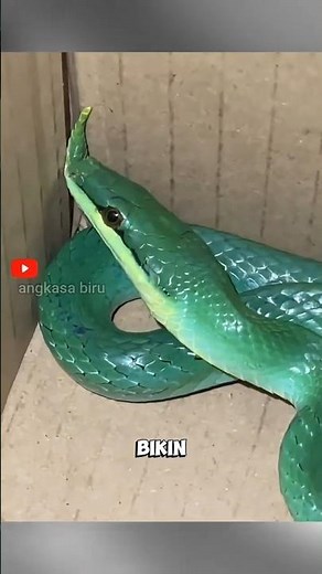This Rare & Exotic Snake Has a Horn! The Vietnamese Unicorn Snake. #animalfacts #unicornsnake #vi...