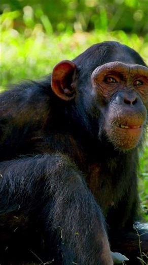 Cuteness alert Aww this chimp is SO CUTE! shorts