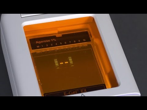 How to Use Invitrogen E-Gel Power Snap System | Fast Workflow