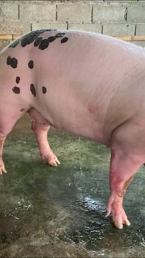 257K views · 1.8K reactions | Washing my very healthy pig farming #pigs #pig #piggy #pigsofinstagram #piglet #minipig #piggies #oink #petpig #pigstagram #micropig #guineapigs #guineapig #piglets #guinea #pigsaspets #guineapigsofinstagram #pigture #potbellypig #minipigsofinstagram #animals #love #batpig #pigtails #pigeon #cavy #cuteanimals #babyanimals #pets #snout | Pig Videos | Facebook