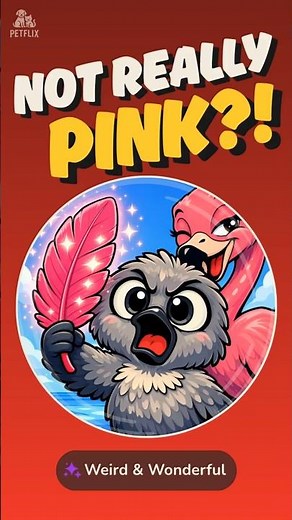 Why Flamingos Aren’t Born Pink (The Strange Science Behind It)