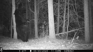 14K views · 1.5K reactions | We went out to gather and replace all the chips from our cameras, as we do every Saturday. It delighted my heart to see our first bear of the spring. This is Hercules, a big black male bear that is very well known to us. All the bears sniff, scratch and rub on what we call “bear scratch tree.” A bear community board, if you will. Hercules was first out of torpor last year, too. Enjoy. | Tieraona Low Dog, MD | Facebook