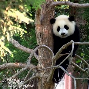 PANDA DEBUT: The Smithsonian's National Zoo in Washington, D.C., reopened today, giving a select number of visitors their first look at its newest giant panda, Xiao Qi Ji, along with his parents Tian Tian and Mei Xiang. The cub, whose name means "Little Miracle" in Mandarin, was born last August but did not appear publicly before the zoo closed in the fall. Crowds have been welcomed back to the zoo at 20% capacity, with timed entry-passes and social distancing rules in place. https://abcn.ws/348