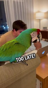 3.6K views · 96 reactions | Parrot Orders Pizza From Alexa #ParrotComedy #AlexaFail #FunnyParrot #TalkingParrot #PetHumor | Talking Parrot | Facebook