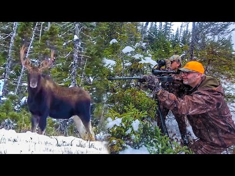 EPIC Newfoundland Moose Hunt - Thrilling Stalk on BIG Bedded BULLS! [PT 2]