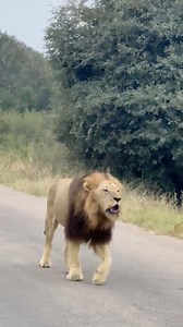 1.6M views · 40K reactions | Happy World Lion Day! A day where we celebrate these wonderful cats and what they mean to us in this ever changing world. Nothing beats the roar of a big male lion in the wild. Earth shaking sound! #lion #safari #kruger #krugernationalpark #wildlife #WorldLionDay | Phil on Safari | Facebook