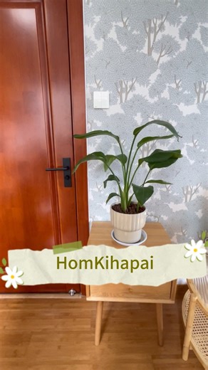 Watch forest wallpaper peel and stick on Amazon Live