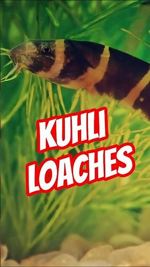 BETTA FISH TANK MATES😱Kuhli Loaches