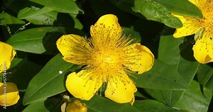 St. John's wort, hypericum sp, Leaves and Yellow Flower, Normandy in France, Real Time 4K