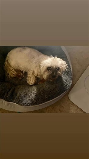 3.3K views · 30 reactions | The Dog Connection TV on Reels | Facebook