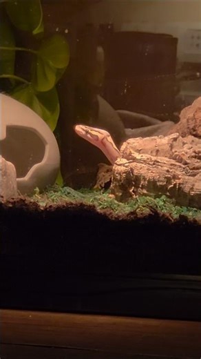 My New Boop Noodle Yokai!