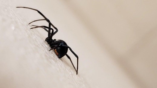 Qué tan peligrosa es una viuda negra: veneno y riesgos en México