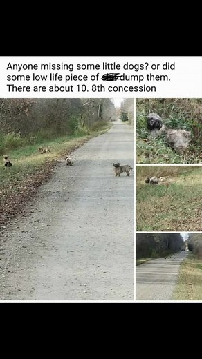 1.8K views · 943 reactions | This is rescue. We saw the post on...