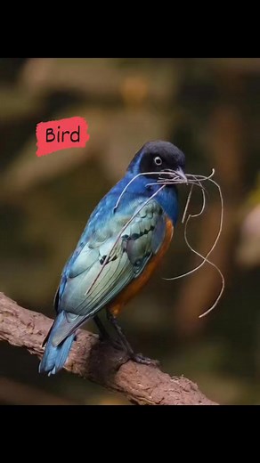 6.7K views · 405 reactions | This bird is a Superb Starling...