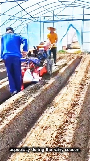 making ridges with a two wheel tractor #tractor #machine #agriculture