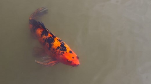 Koi Mud Ponds as found on Next Day Koi