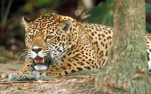 水蚺vs美洲虎vs凯门鳄