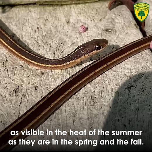 9.4K views · 380 reactions | #wildlifewednesday Ribbon snake The...