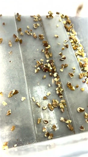 AI Photo Sorting System for Walnut Quality Selection#walnut #processing #nuts