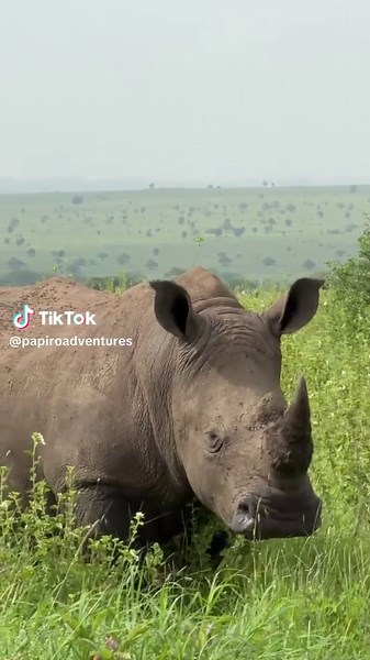 Plan Your Dream Safari Now – While Low Season Prices Last❤️🇰🇪 There has never been a better time to experience the magic of Kenya. With low season rates still available, you can enjoy incredible safari experiences at much more affordable prices. Book now while the low season prices are still available and secure the best value for your safari. Do not hesitate your African adventure is waiting. 📩 Send us a message today to start planning your safari. Email: info@papiroadventures.co.ke #voyage 