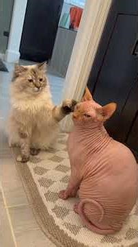 Cat Fight 😠 #funny #funnyvideo #cat #cats #catvideos #shorts #animals #fun #pets #viral #foryou