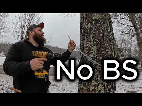 How to Tap Maple Trees - No BS Guide