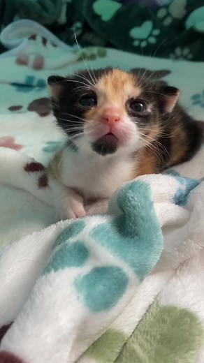 Morning routine with Cream and Puff 😻 Breakfast, playtime, then nap time! #fosterhome #fosterkittens #fostercats #fosteringsaveslives #adoptdontshop #cutecats #catfamily #shelterpets #fyppp