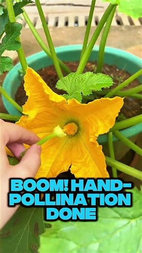Zucchini Flowers But No Fruit? Try This Easy Hand-Pollination Trick!