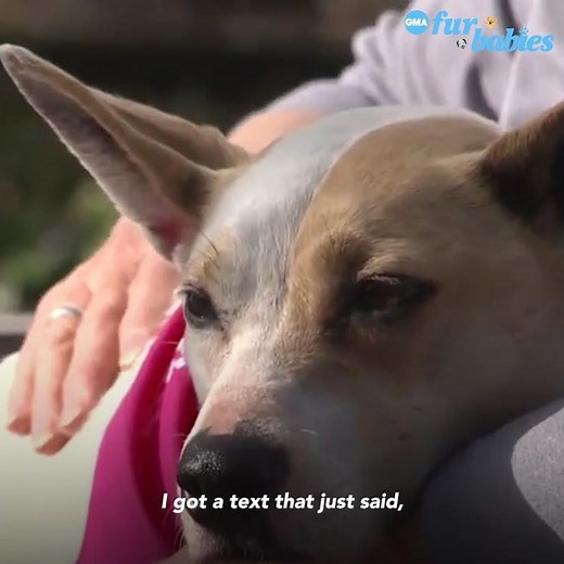 Mom and cutest Basenji mix reunited after being a lost dog for 5 years