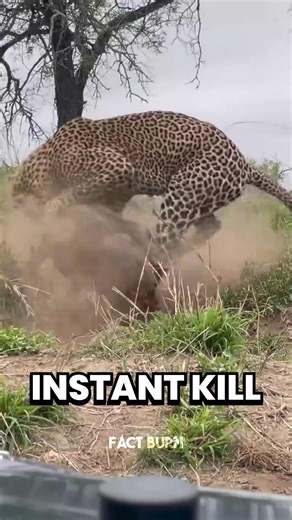 Animals That Can Kill You In An Instant 😱 #DeadlyAnimals #ApexPredators