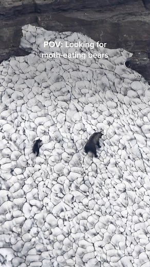 Bears in the Northern Rockies are feasting on as many as 40,000 moths a day! Learn more about these grizzlies—and why they're relying on moths as a food source. https://on.natgeo.com/3noaYne Video by Steven Gnam. | National Geographic