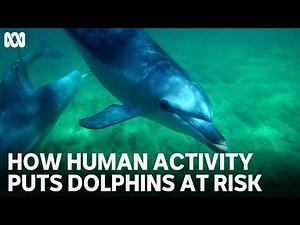 How human activity puts dolphins at risk | Dolphins: Is Our Love Too Deep? | ABC TV + iview