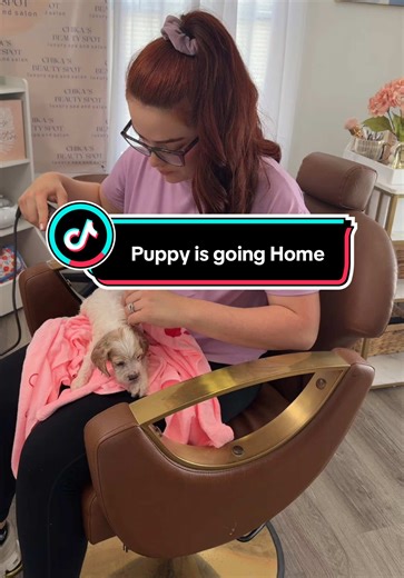 #cockerspaniel #956 | Cocker Spaniels