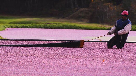 Massachusetts cranberry bogs restored into wetlands amid economic headwinds