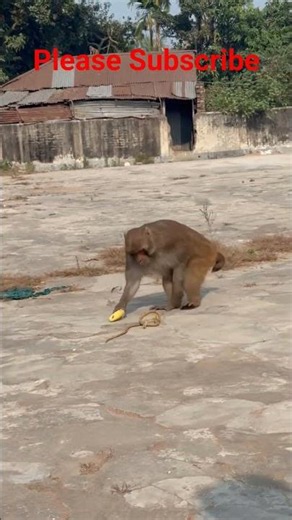 🥰🥰#Monkey#Funny Video.