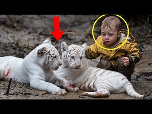 Baby Found 2 Albino Tiger Cubs Buried in Mud—What the Baby Did Next Left Everyone in Tears!