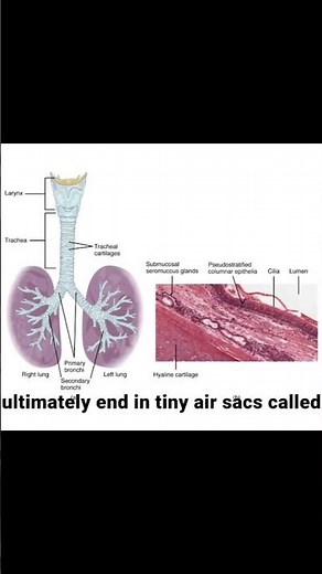 Human Respiratory System | Breathing, Lung Volumes, Gas Transport | Class 11 + NEET Biology