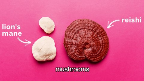 Teeccino Mushroom Herbal Tea - Turkey Tail Astragalus Toasted Maple - Caffeine Free, Prebiotic, 3x More Herbs - 25 Tea Bags