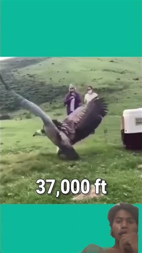 The Amazing Vulture Bird🔥