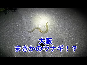 大阪 大和川でうなぎ釣り！